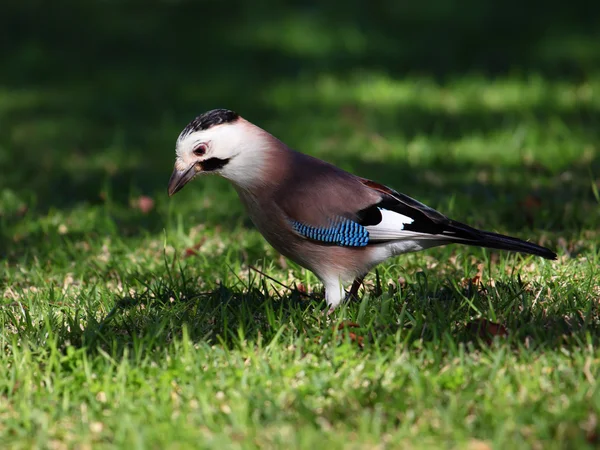 草の上の美しいジェイ鳥 — ストック写真