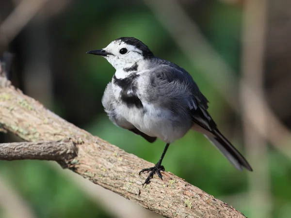 stock image White Wagtail