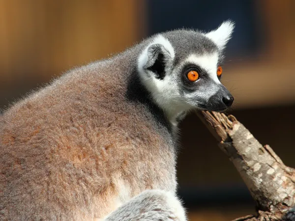 Lemur Kata — Stock fotografie