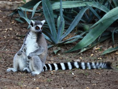 Ring-Tailed Maki