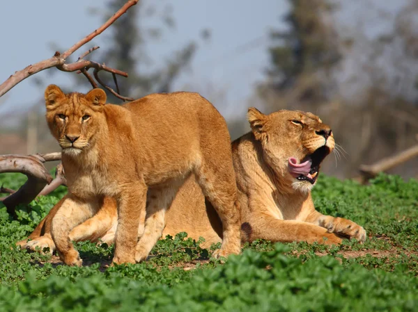 Львица и молодой лев — стоковое фото