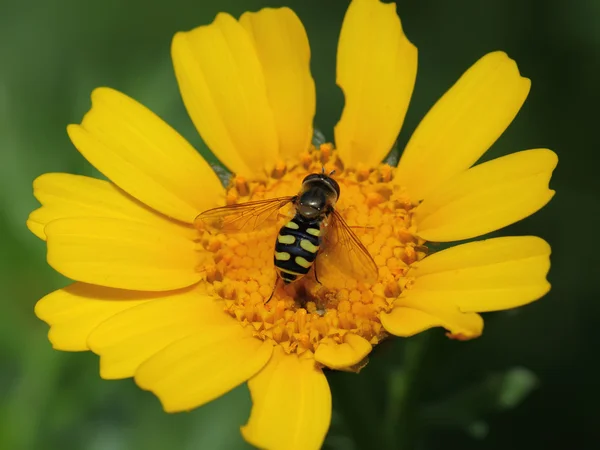 Osa na żółtym kwiatku — Zdjęcie stockowe