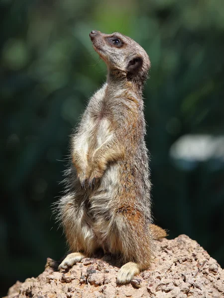 Meerkat — Stock Photo, Image