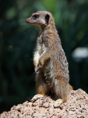 Meerkat clipart