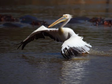 Pelecanus