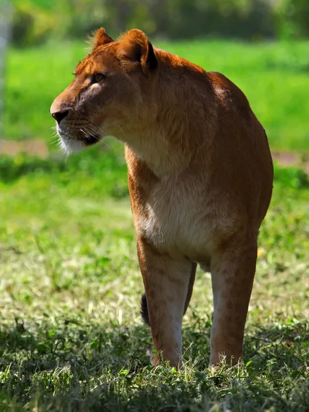 Lioness — Stock Photo, Image