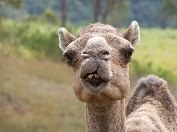 stock image Wild Dormedary in the australian bush