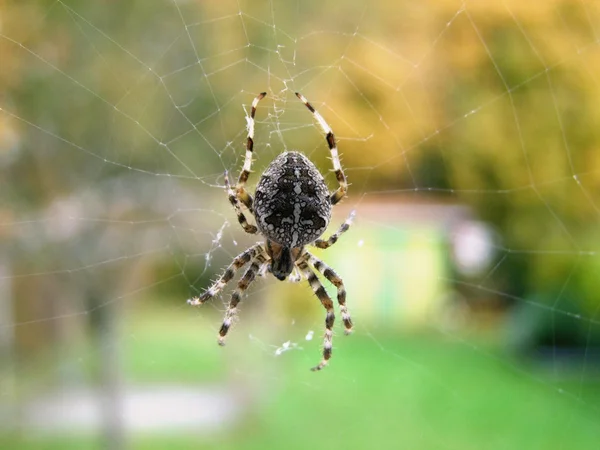 Pavouk v mřížce Stock Obrázky