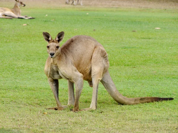Mannelijke kangoeroe - boomer Rechtenvrije Stockfoto's