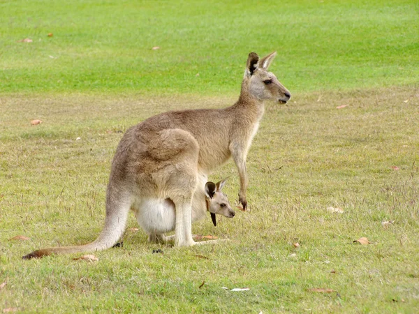 ケアンズ国際空港 オーストラリアの近くの国立公園で赤ちゃんと一緒に 女性のカンガルー ストック写真
