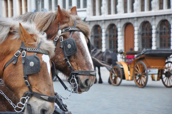 Två hästar med fordon Stockfoto