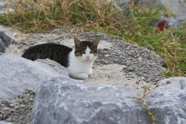 bir kayanın üzerinde kedi