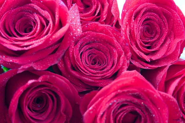 stock image Bouquet of red roses