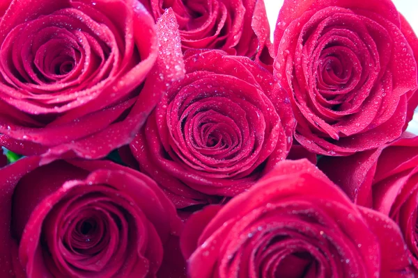 Μπουκέτο με κόκκινα τριαντάφυλλα Εικόνα Αρχείου