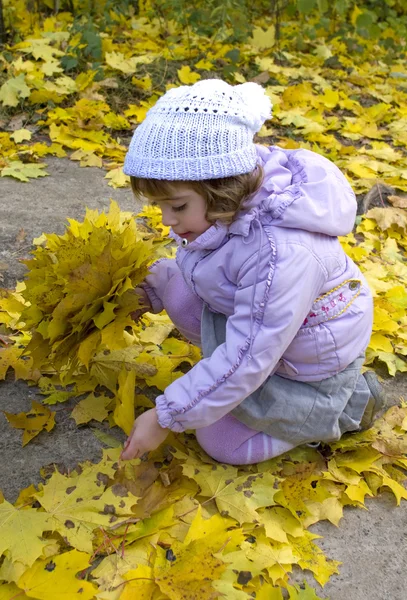 小さな女の子収集するカエデを葉します。 — ストック写真