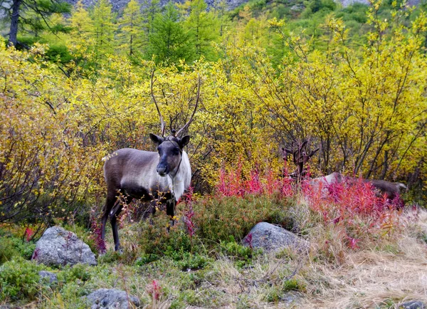 秋季背景上的鹿 — 图库照片