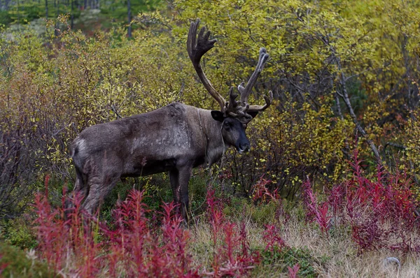 Deer on autumn background — Stock Photo, Image