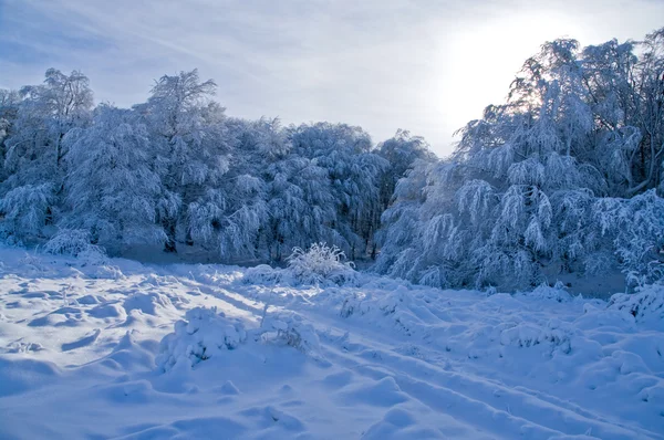 Snöiga träd i vinter bergen — Stockfoto