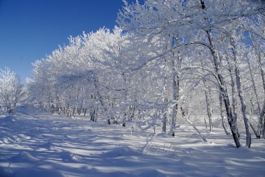 White winter landscape clipart