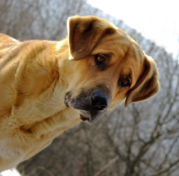 Portret van de hond. — Stockfoto