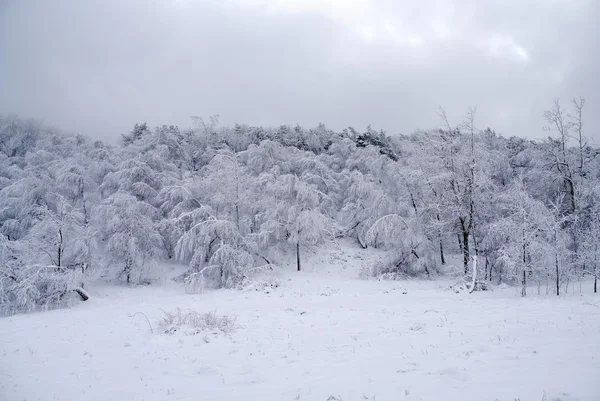 Téli jeges erdő — Stock Fotó