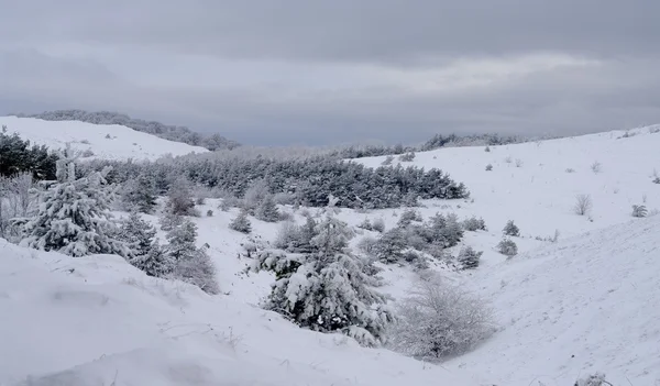 El bosque de invierno está en las montañas —  Fotos de Stock