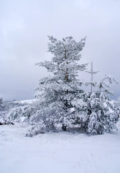 Bela paisagem de inverno com árvores nevadas — Fotografia de Stock