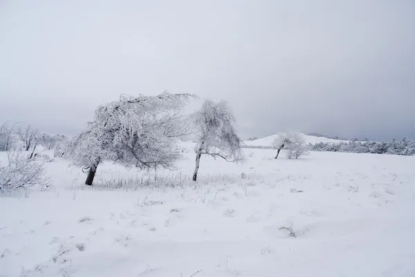 Alberi invernali sulla neve — Foto Stock