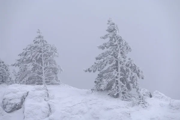 Kiefern vom Schnee bedeckt — Stockfoto
