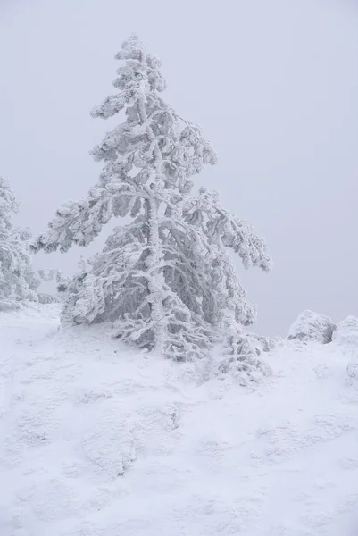 Pijnbomen vallende sneeuw — Stockfoto