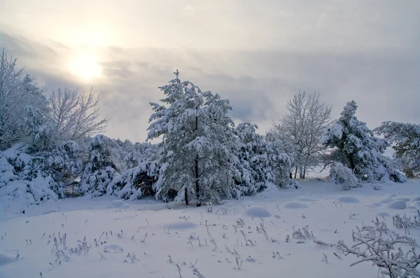 Vackert vinterskogslandskap — Stockfoto