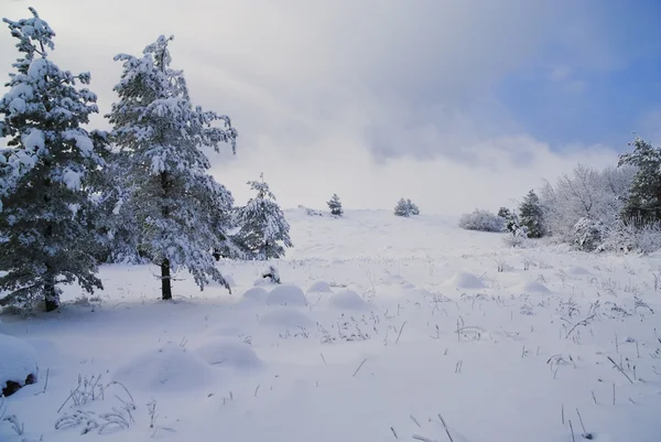 Hermoso paisaje de bosque de invierno — Foto de Stock