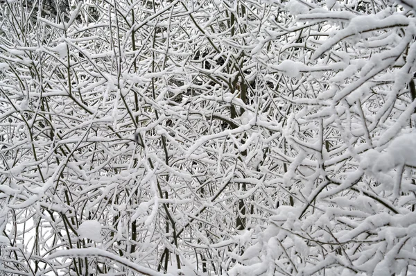 Ветви деревьев в снегу — стоковое фото