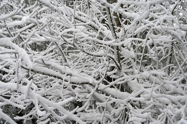 Karda ağaçların dalları — Stok fotoğraf