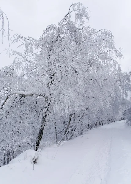 Красивый зимний пейзаж с снежными деревьями — стоковое фото
