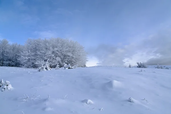 雪の木と冬の風景 — ストック写真
