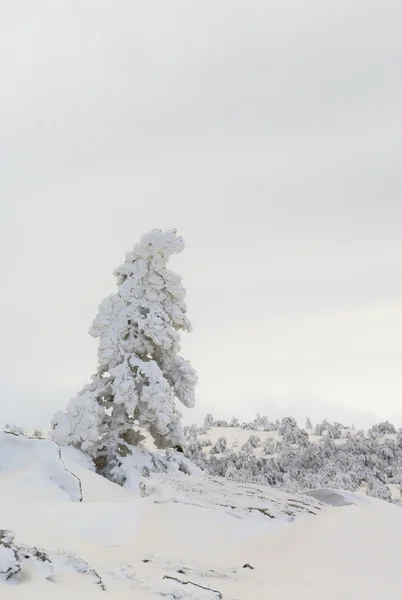 Paisaje invernal con árboles nevados —  Fotos de Stock