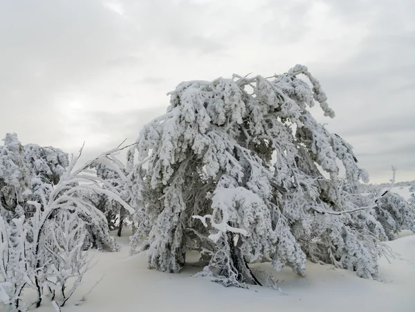Зимний пейзаж со снежными деревьями — стоковое фото