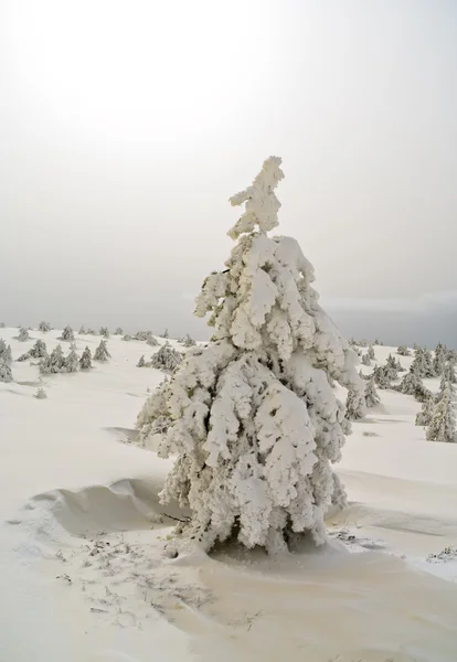 Pijnbomen vallende sneeuw — Stockfoto