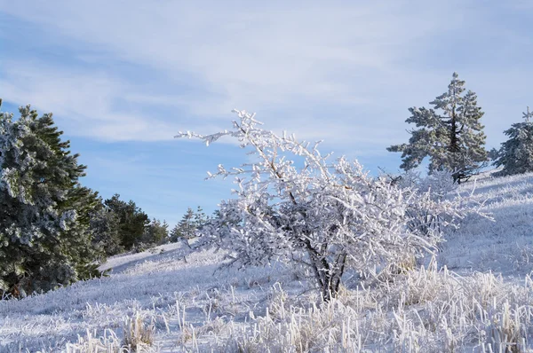 Bomen in de bergen winter — Stockfoto
