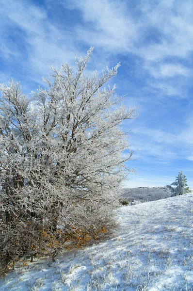 Gyönyörű téli erdő — Stock Fotó