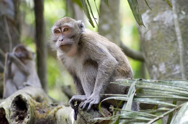 Monkey in jungles — Stock Photo, Image