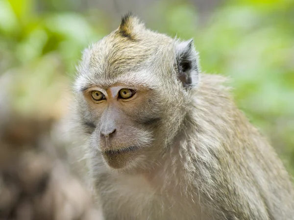 这只猴子的肖像 — 图库照片