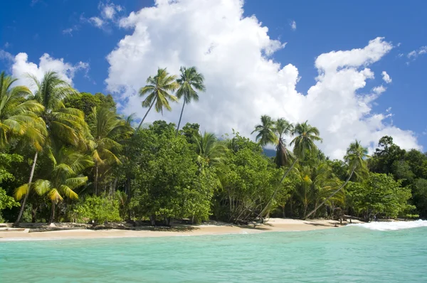 Tropischer Strand mit Kokospalmen — Stockfoto