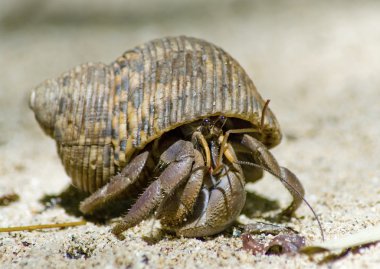 Hermit crab on the sand clipart