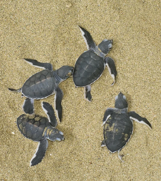 Żółwie rodzić — Zdjęcie stockowe