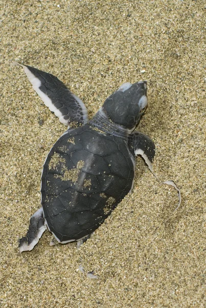 Черепаха рожает — стоковое фото