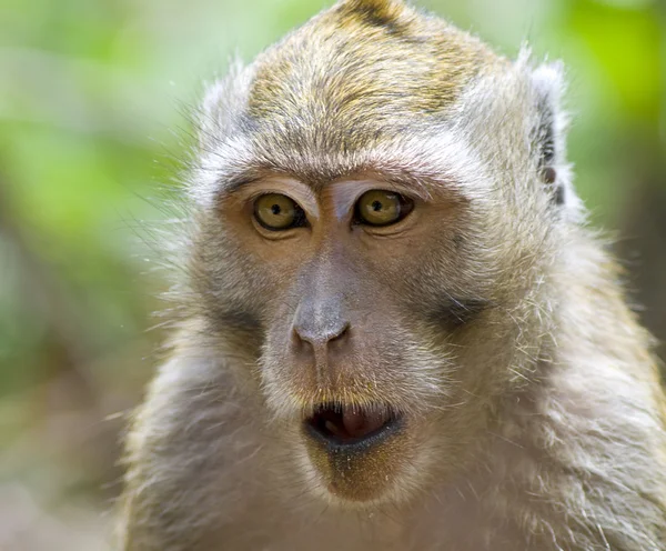 Nahaufnahme eines Affen im Dschungel. Indonesien — Stockfoto