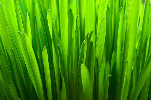 stock image Green oat