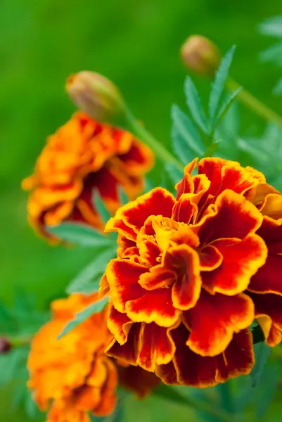 Francouzská marigold — Stock fotografie